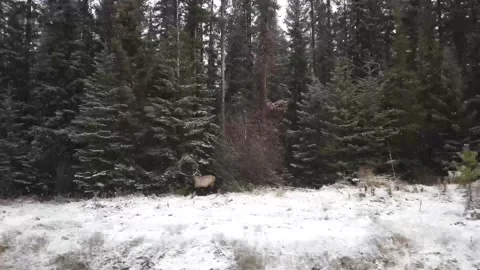 Elk in the wild Stock Footage 150975797