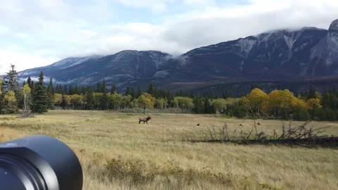 Elk in the wild 動画素材 150975832