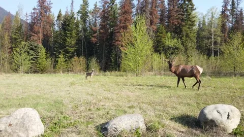 Elk in the wild Video stock 150975886