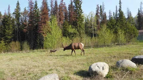 Elk in the wild 動画素材 150975908