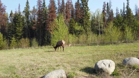 Elk in the wild Stock Footage 150975930