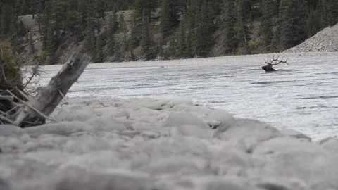 Elk in the wild 스톡 동영상 150975962