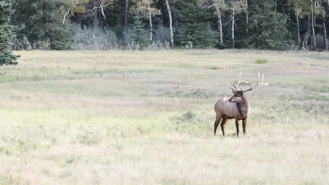 Elk in the wild Stock Footage 150975968