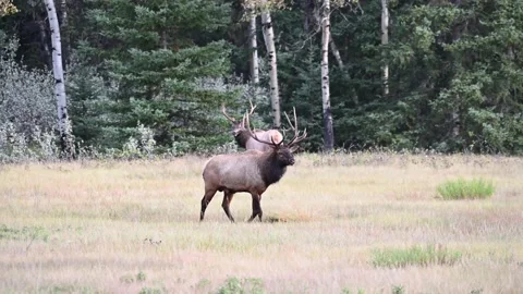 Elk in the wild Stock Footage 150976009
