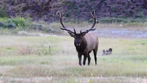 Elk in the wild Stock Footage 150976039