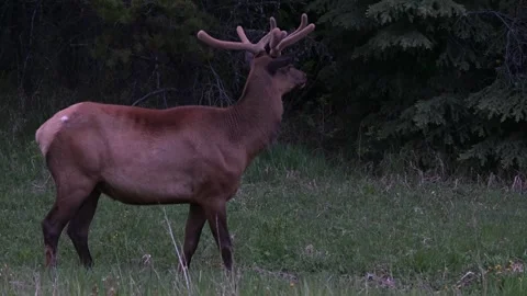Elk in the wild Video stock 314798227