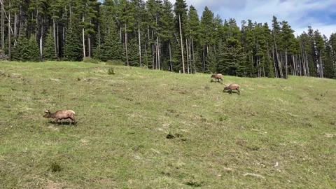 Elk in the wild Stock Footage 314798232