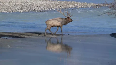Elk in the wild Stock Footage 328364853