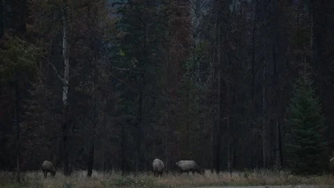 Elk in the wild Stock Footage 328364854