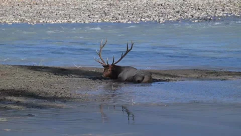 Elk in the wild Stock Footage 328364864