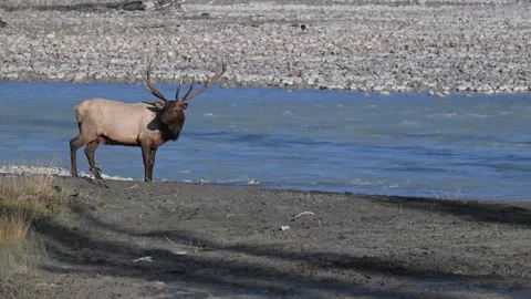Elk in the wild Stock Footage 328364872