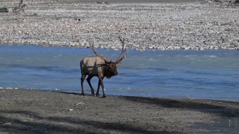 Elk in the wild 動画素材 328364880
