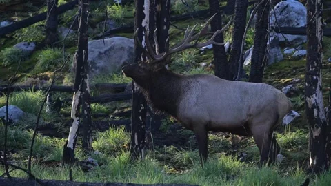 Elk in the wild Stock Footage 328364882