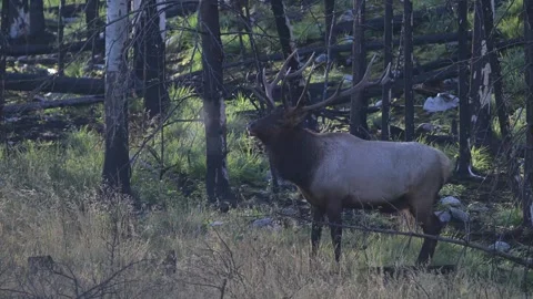 Elk in the wild Stock Footage 328364884