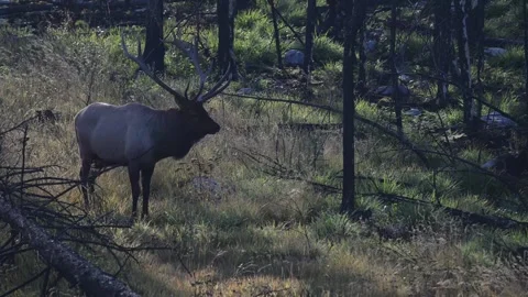 Elk in the wild Stock Footage 328364895