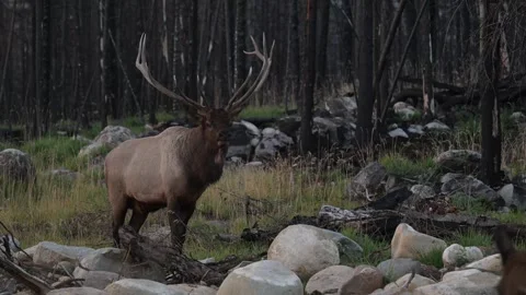 Elk in the wild Видео 328364896