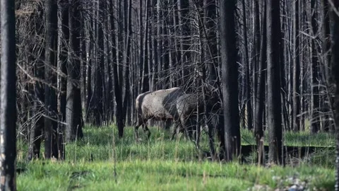 Elk in the wild Vídeo Stock 328364931