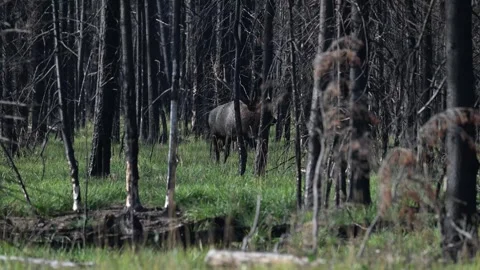 Elk in the wild Stock Footage 328364932