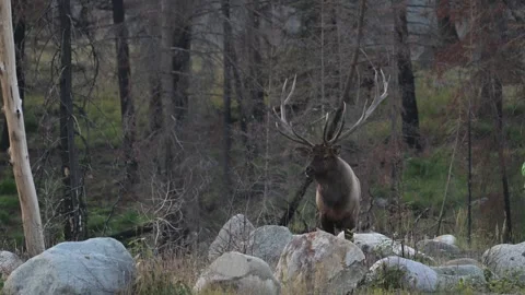 Elk in the wild Видео 328364946