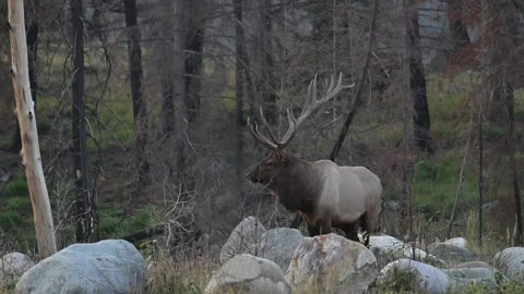 Elk in the wild Stock-Footage 328364954