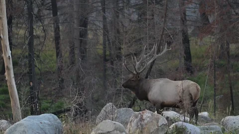 Elk in the wild Stock Footage 328364964