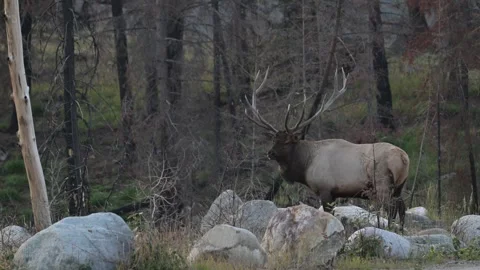 Elk in the wild Stock Footage 328364967