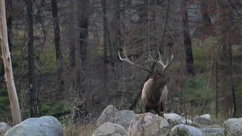 Elk in the wild Stock Footage 328364970
