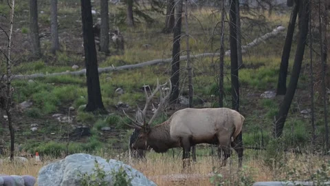 Elk in the wild Stock Footage 328364984