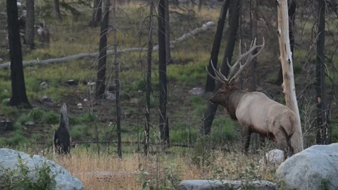 Elk in the wild Stock Footage 328364993