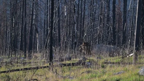 Elk in the wild Stock Footage 328364995
