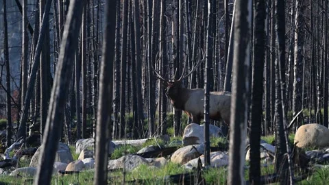 Elk in the wild Stock Footage 328365001