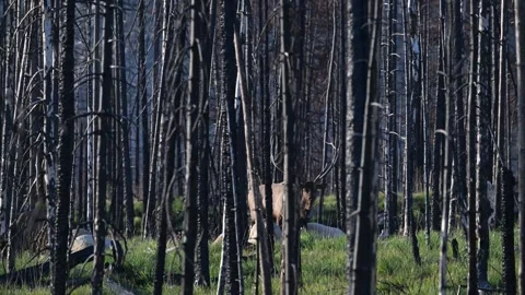 Elk in the wild Stock Footage 328365012