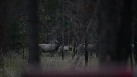 Elk in the wild Stock-Footage 328365019