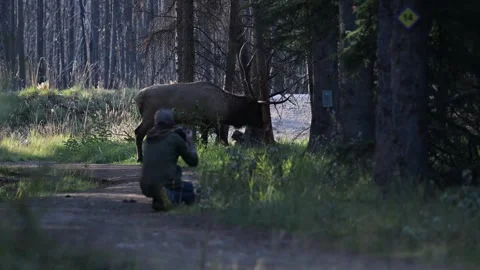Elk in the wild Video stock 328365021