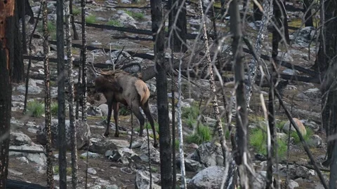 Elk in the wild Stock Footage 328365070