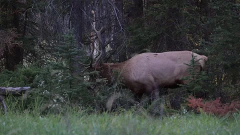 Elk in the wild Stock Footage 328365072