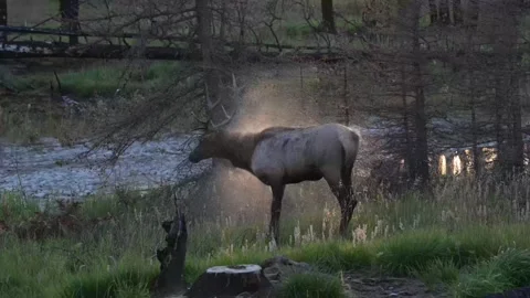 Elk in the wild Stock Footage 328365078