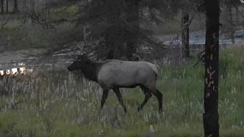 Elk in the wild Stock Footage 328365079