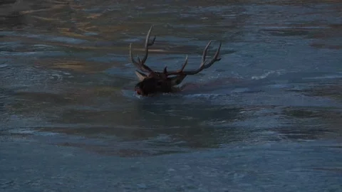 Elk in the wild Видео 328365082