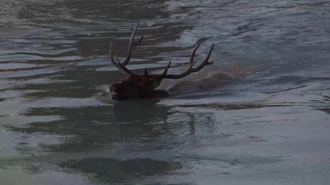 Elk in the wild Видео 328365085