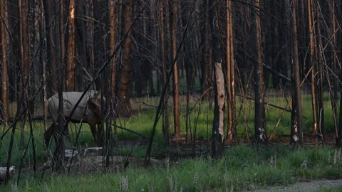 Elk in the wild Stock Footage 328365086