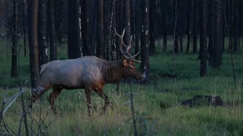 Elk in the wild Stock Footage 328365087