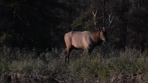 Elk in the wild Stock Footage 328365089