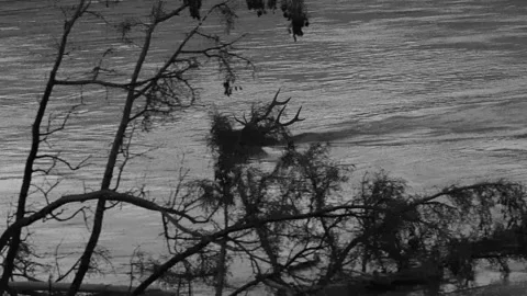 Elk in the wild Stock Footage 328365093