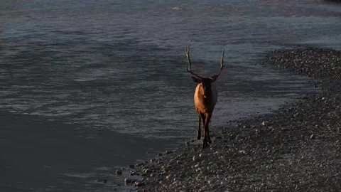 Elk in the wild Stock Footage 328365100