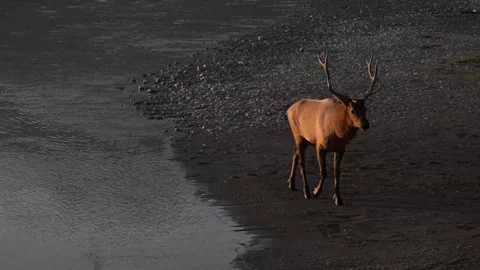 Elk in the wild Видео 328365102