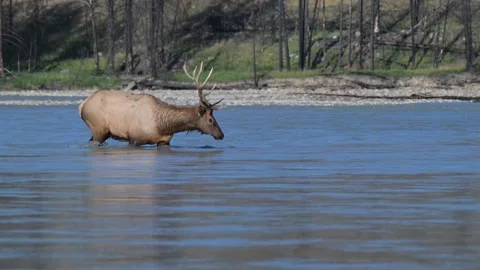 Elk in the wild Vídeo Stock 328365106