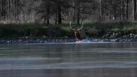 Elk in the wild 動画素材 328365136