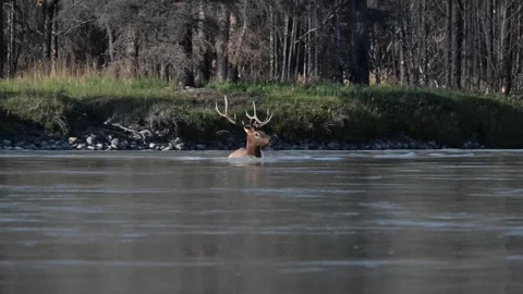 Elk in the wild Stock Footage 328365160