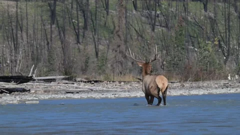 Elk in the wild Stock Footage 328365205